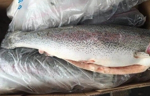 Форель без головы Морская